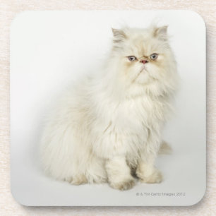Portrait of Persian cat Coaster