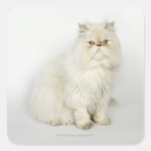 Portrait of Persian cat Square Sticker