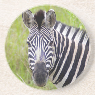 Portrait Of Plains Zebra, Hluhluwe-Umfolozi Game Coaster