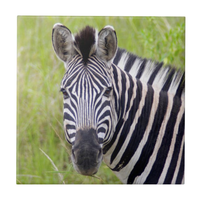 Portrait Of Plains Zebra, Hluhluwe-Umfolozi Game Tile (Front)