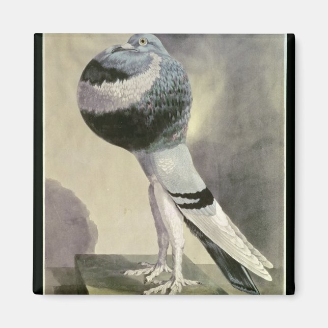 Portrait of Pouter Pigeon Magnet (Front)