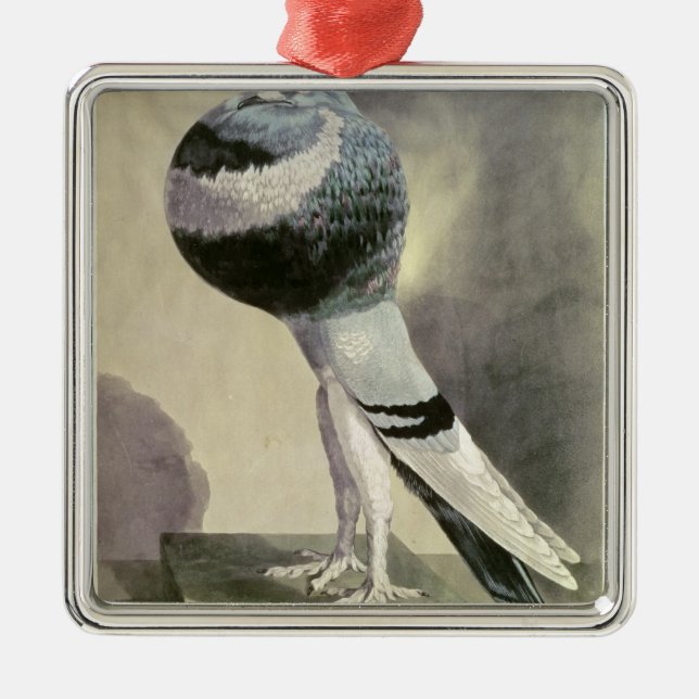 Portrait of Pouter Pigeon Metal Ornament (Front)