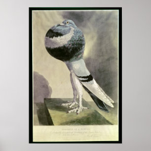 Portrait of Pouter Pigeon Poster