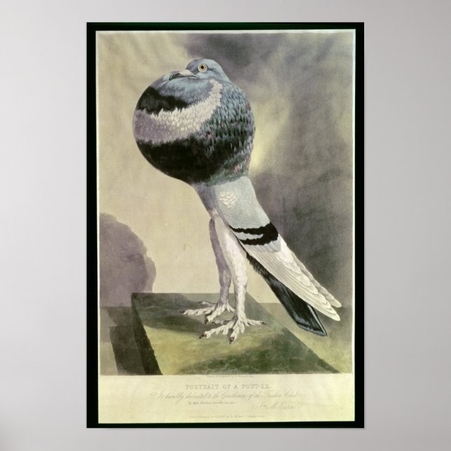 Portrait of Pouter Pigeon Poster (Front)