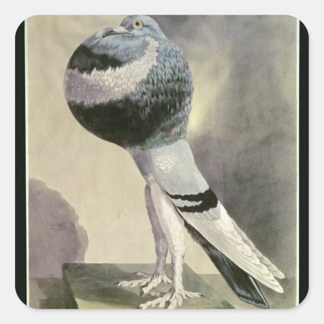 Portrait of Pouter Pigeon Square Sticker (Front)