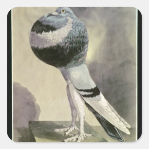 Portrait of Pouter Pigeon Square Sticker