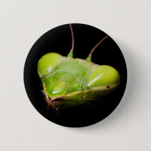 Portrait of praying mantis 6 cm round badge