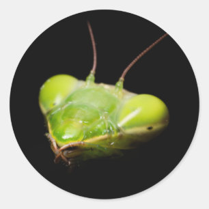 Portrait of praying mantis classic round sticker