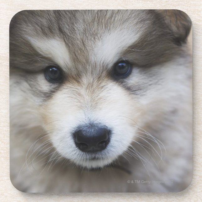 Portrait of puppy coaster (Front)
