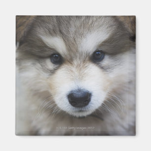 Portrait of puppy magnet
