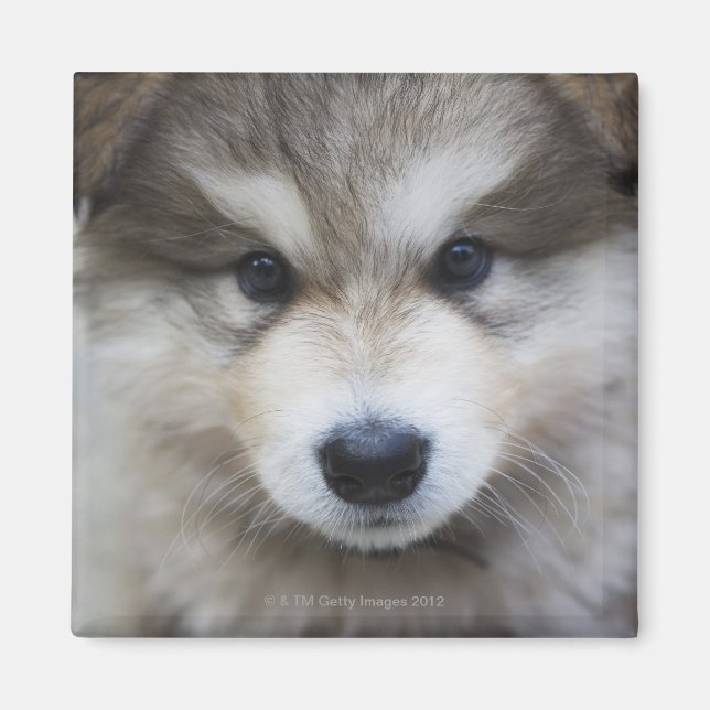 Portrait of puppy magnet (Front)