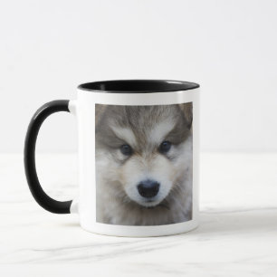 Portrait of puppy mug