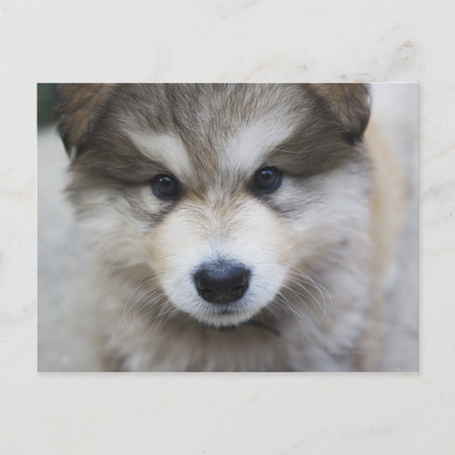 Portrait of puppy postcard (Front)