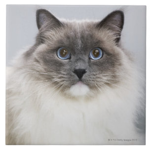 Portrait of Ragdoll cat Ceramic Tile