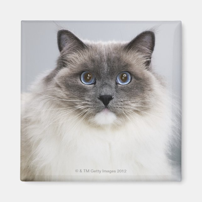Portrait of Ragdoll cat Magnet (Front)