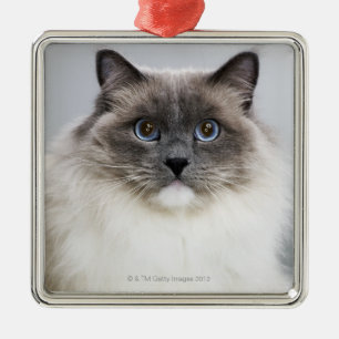 Portrait of Ragdoll cat Metal Ornament