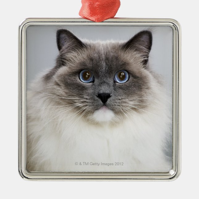 Portrait of Ragdoll cat Metal Ornament (Front)