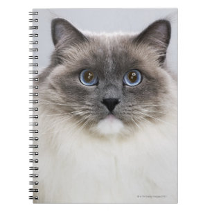 Portrait of Ragdoll cat Notebook