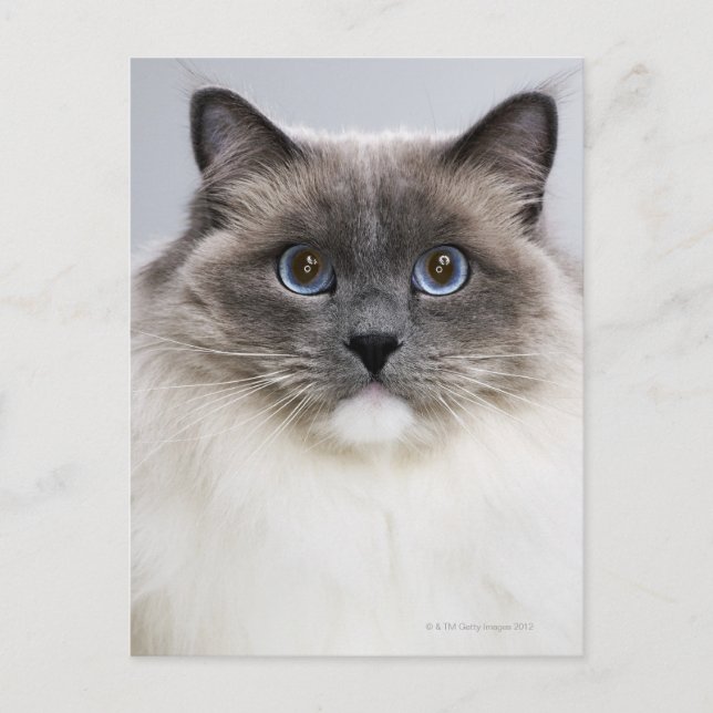 Portrait of Ragdoll cat Postcard (Front)