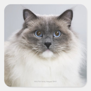 Portrait of Ragdoll cat Square Sticker