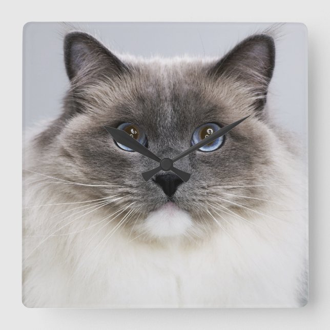 Portrait of Ragdoll cat Square Wall Clock (Front)