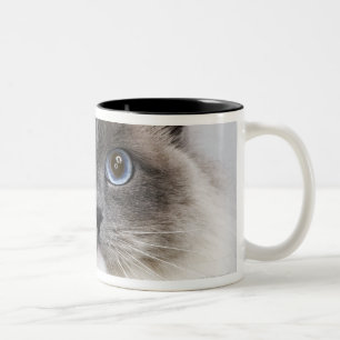 Portrait of Ragdoll cat Two-Tone Coffee Mug