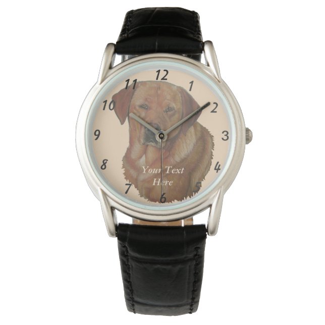 portrait of rare red golden labrador retriever dog watch (Front)