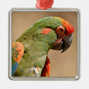 Portrait of red-fronted macaw  metal ornament