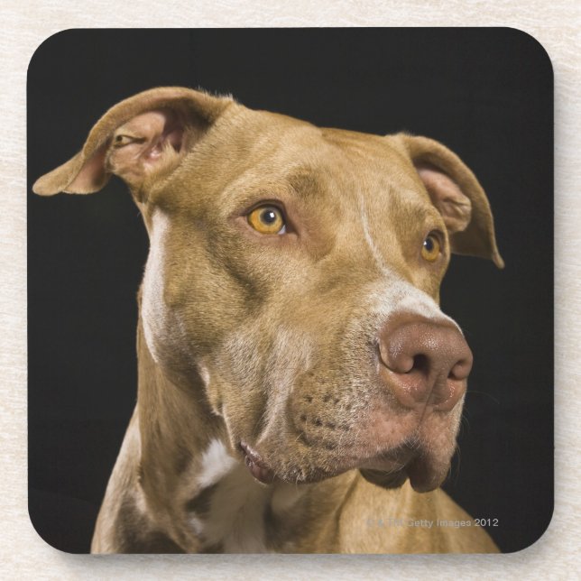 Portrait of red nose pitbull with black coaster (Front)