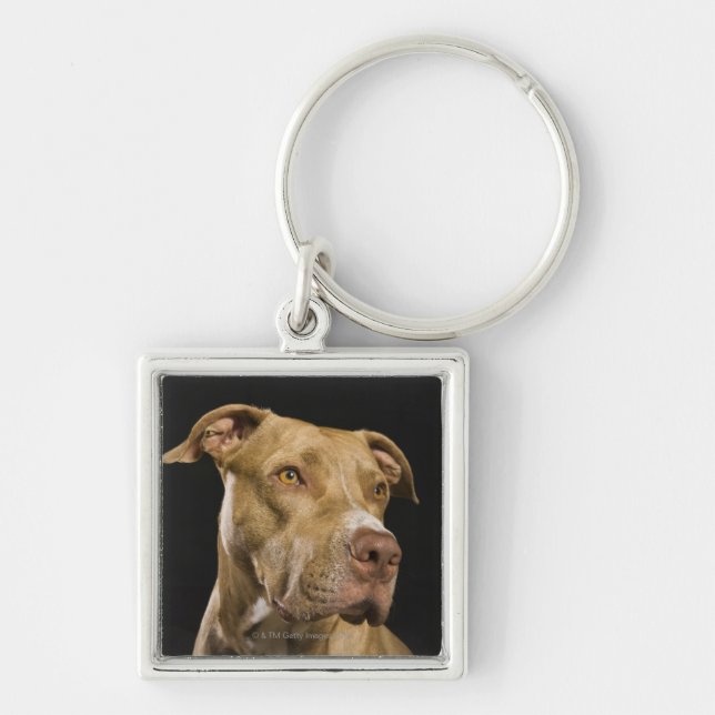 Portrait of red nose pitbull with black key ring (Front)