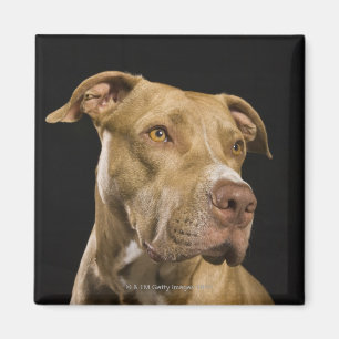 Portrait of red nose pitbull with black magnet