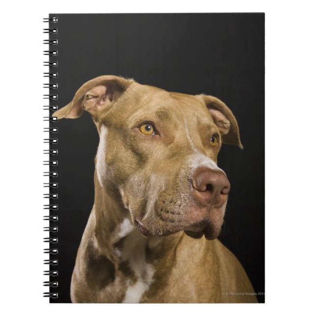 Portrait of red nose pitbull with black notebook (Front)