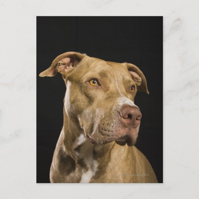 Portrait of red nose pitbull with black postcard (Front)