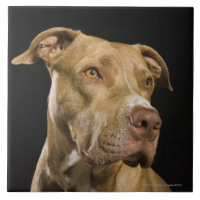 Portrait of red nose pitbull with black
