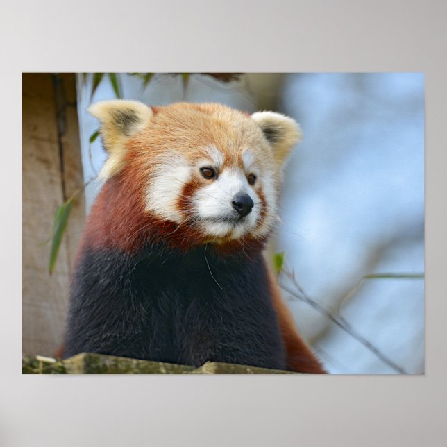 Portrait of red panda poster (Front)
