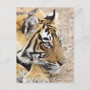 Portrait of Royal Bengal Tiger, Ranthambhor 3 Postcard