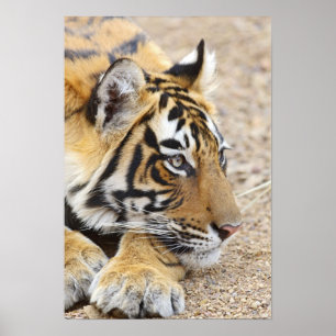 Portrait of Royal Bengal Tiger, Ranthambhor 3 Poster
