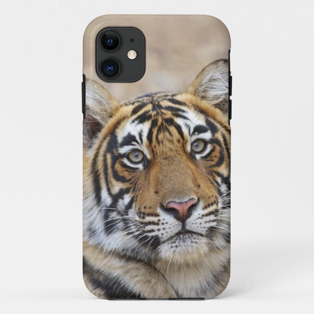 Portrait of Royal Bengal Tiger, Ranthambhor Case-Mate iPhone Case (Back)