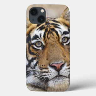 Portrait of Royal Bengal Tiger, Ranthambhor iPhone 13 Case