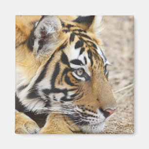 Portrait of Royal Bengal Tiger, Ranthambhor Magnet