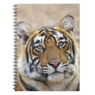 Portrait of Royal Bengal Tiger, Ranthambhor Notebook