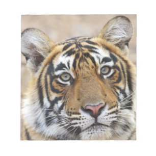 Portrait of Royal Bengal Tiger, Ranthambhor Notepad