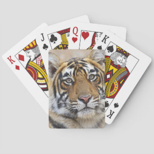 Portrait of Royal Bengal Tiger, Ranthambhor Playing Cards