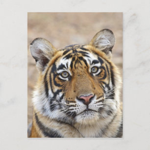 Portrait of Royal Bengal Tiger, Ranthambhor Postcard
