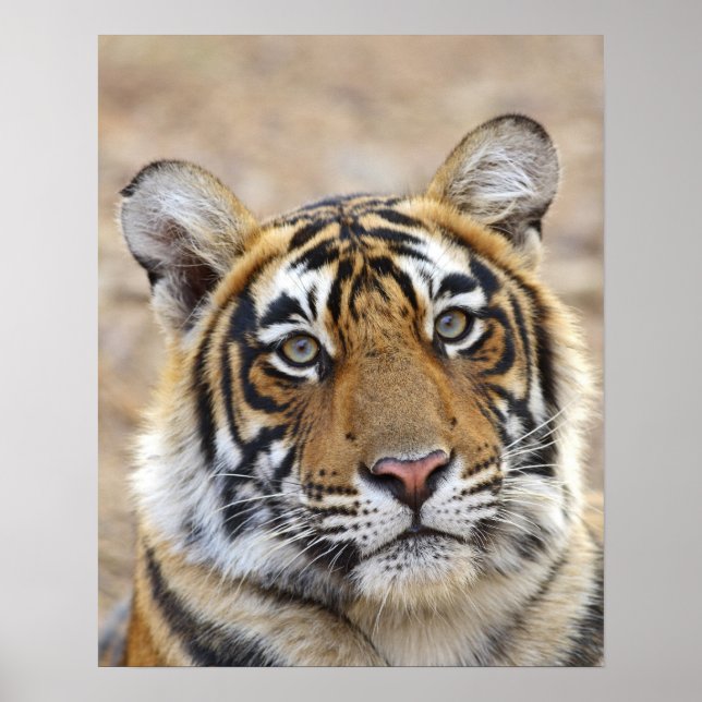 Portrait of Royal Bengal Tiger, Ranthambhor Poster (Front)