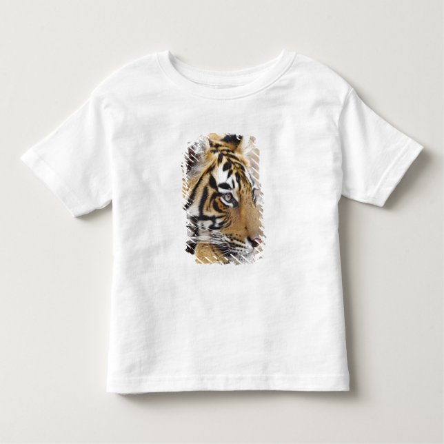 Portrait of Royal Bengal Tiger, Ranthambhor Toddler T-Shirt (Front)