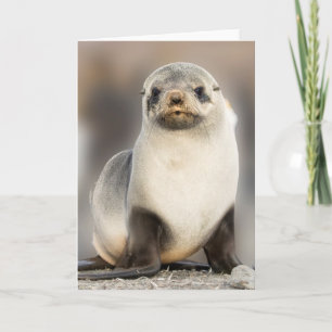 Portrait of Seal Pup on the Beach Card