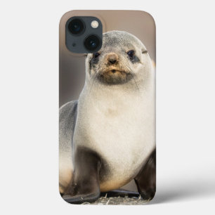 Portrait of Seal Pup on the Beach iPhone 13 Case