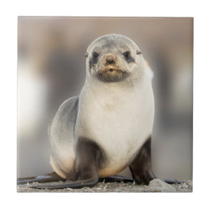 Portrait of Seal Pup on the Beach Ceramic Tile