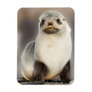 Portrait of Seal Pup on the Beach Magnet